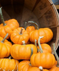 ��ɢ������ũ����͵��ʮ���Ϲ�  ȫ��������ҩ�ģ�