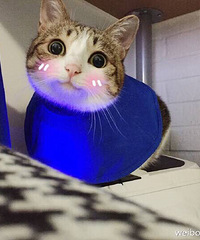 ����������Ϧ