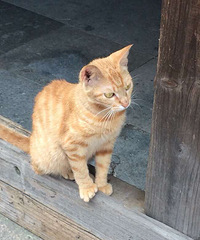 ����Ů��