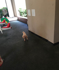 ���˹�����