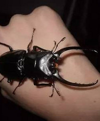 �������������ѧ�������˼�ǧֻ���ӣ�������10��Ԫ��