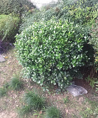 ������Ʒ�ε�˾��:̰ͼ�ҵ�ƻ���ֻ� ���������ڲݴ��