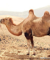 ���󶫻�ɴ���ع⣡�ܵ�ɳĮ���ջ�������~