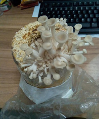 ̫�����ˣ��������ֵ�Ģ�������ˣ�