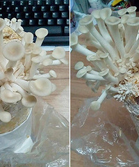 ̫�����ˣ��������ֵ�Ģ�������ˣ�