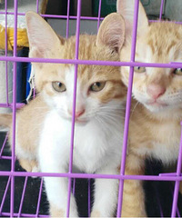 �������´��Сè