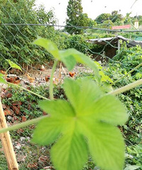 ��û�е�����Ч��