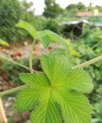 ��û�е�����Ч��