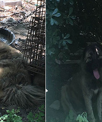 �ֲ�������һ������Ȯ���������� ��ҧ2�ˣ�