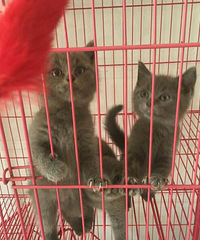 �ԼҸոճ�������С�ӣ������ɰ�