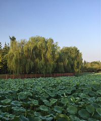 ��ɫ������