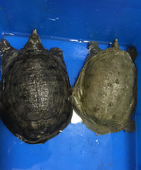 �Ի�������Ұ��������