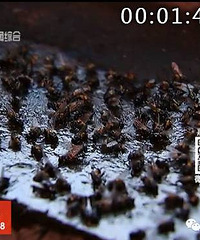 �ܼ��־�֢�������㣡�����������˰桰��Ӭ��ս������ӬԴԴ����