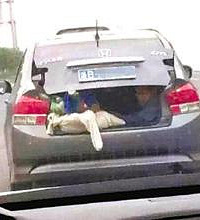 ����С���ſڵĽγ���ɢ������ʬ���� ������ɷ