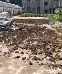 �����໧����ÿ��Ͳ�Ӭ�������ԡ�  �����Ӭ��ò�������Сɽ