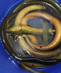 Ұ����������