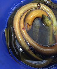 Ұ����������