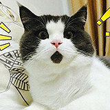 ����һ��77����99��С���� 72�� ����