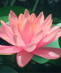 �������޻�԰