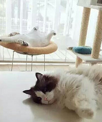 Ů����Ů���ӵ�����