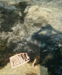 �����Ż����ţ����������Ϲ�Ԣһ���ű����ջ�