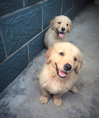 ���������ȵ�ССë