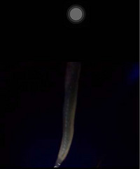 ����ʲô���֣�