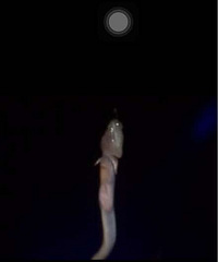 ���ڲ鵽�ˣ���ʹ������ʹ������ʹ����