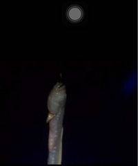 ���ڲ鵽�ˣ���ʹ������ʹ������ʹ����