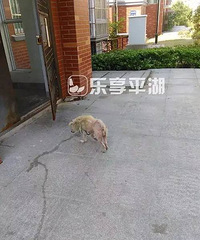 ����������ס����¥�������˹�������������ȥ������Ҫ���ˡ�