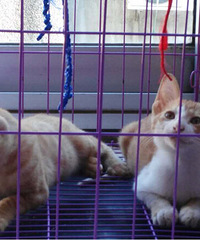 �������´��Сè����û������Ҫshouyang