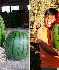 ����ˮ���г�����һֻ����71�