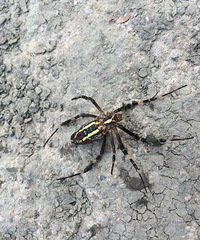 ��˭֪������ʲô֩��