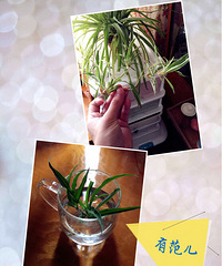 ��֦ˮ�࣬�����ֻ�