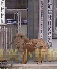 ����ռ�ݴ�ί��������ҹ �����뾯��͵�������