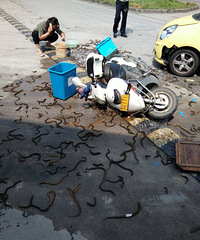 ������è������Ħ�г���ײ ��������������