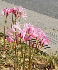 ���ֲ���Ҷ�ӵĻ���ʲô���ء�����֧�̡���