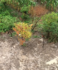 ������Ҷ���������峿