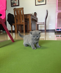 С�һ�С��è��һ��ί�������Ÿ�������Ƭ��