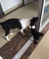 ����������Ҷ����Ҷ�˵��ʱ������  �����ظ�����...