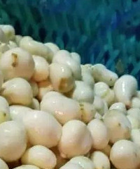 ���棡�˳���װ׾�������ܵ�ж���