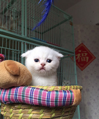 ���첻��Сè�գ�������è��������Сè��Ŀ