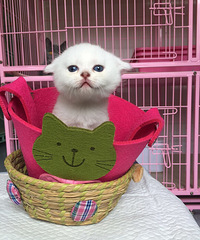 ����MM�����ݿͻ�������