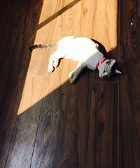 ���ı���ֻ��һ�� ֻ�������һ��