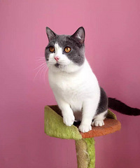 è�����Ư�����ڴ�Сè�̵ĳ���