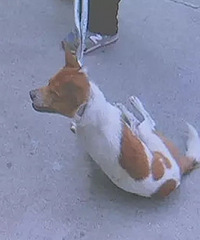 ���ˣ�����12������ ��ͬһ���˹�ҧ�ˣ�