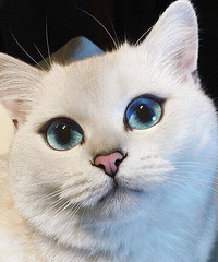 ˮ��ɫ�Ĵ��۾���Ʒ����ô�õ���������ĸ��