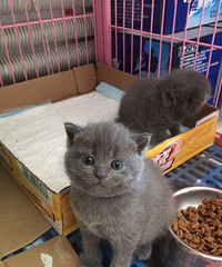 �����������˵�㳤����С������������˫��