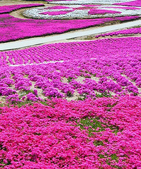 ��Ů�ı��ƽ���и��ط���һ��Ƭ�ۺ�ɫ���� �����ȥ������