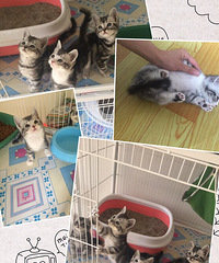 �����̱������ĸ�д�棬¶¶��